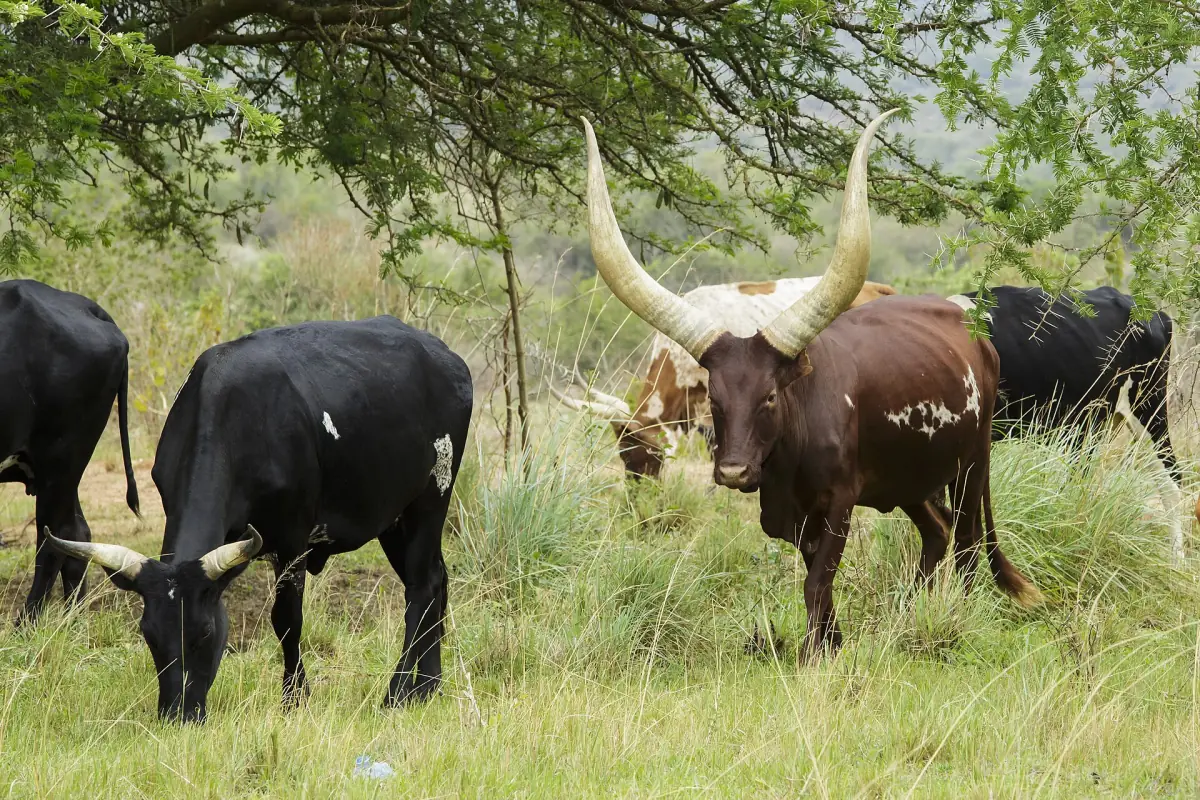 Ankole cattle with giant horns grazing in a green field