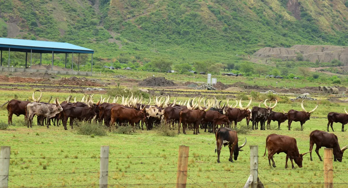 Large Ankole herd on a fenced pasture below green hills