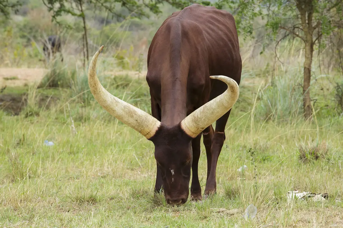 Brown Ankole cow grazing with huge curved horns