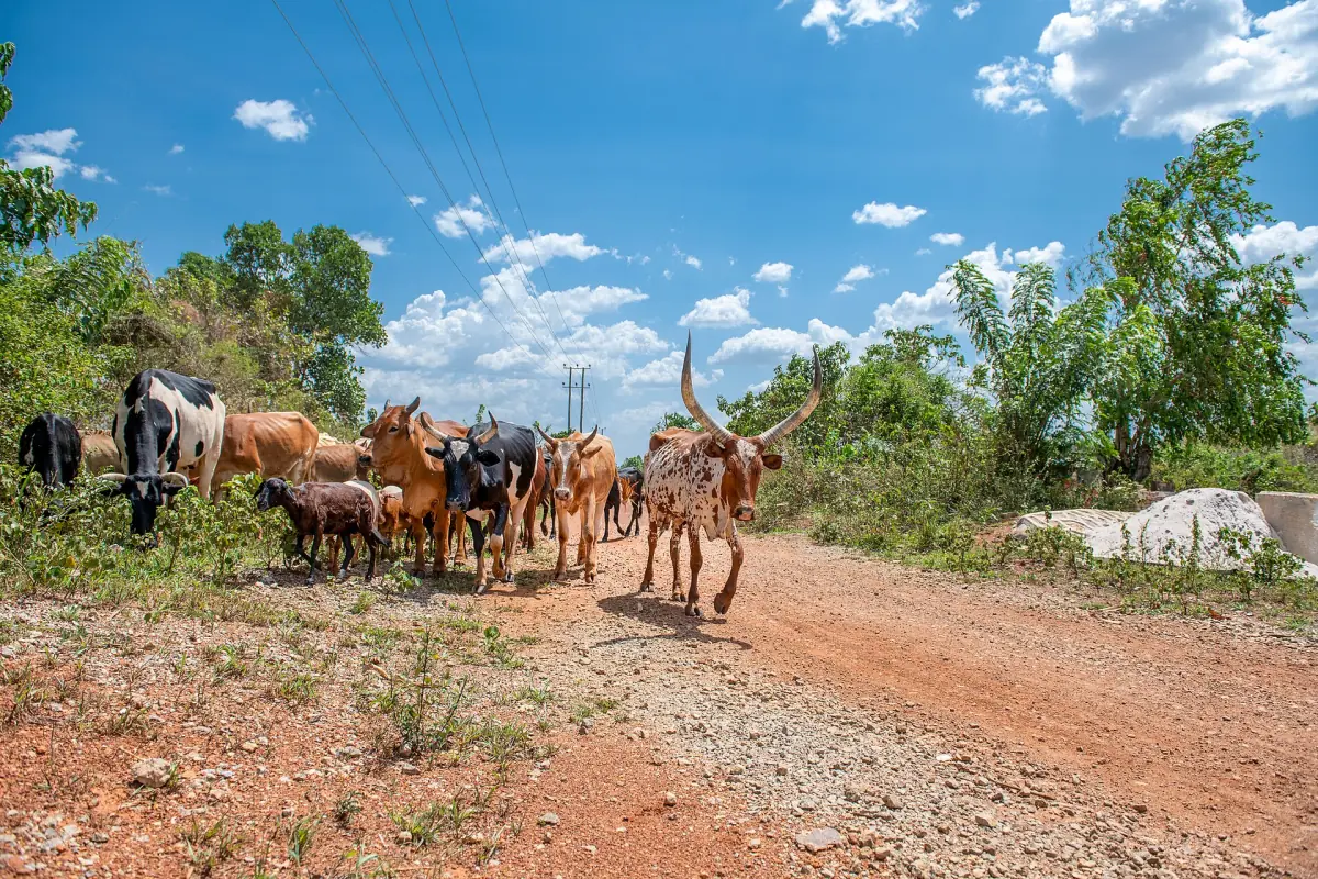 Herd of Ankole cattle driven along a red dirt road