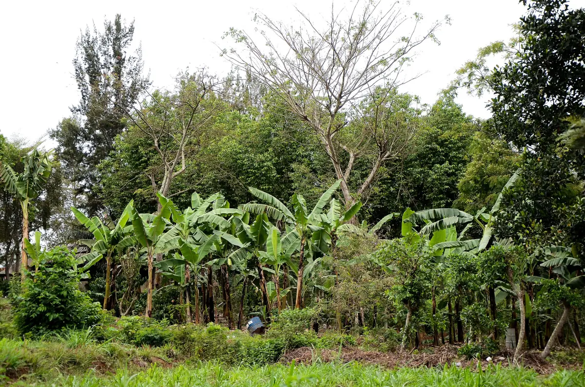 Banana plants and trees on farmland near Masaka