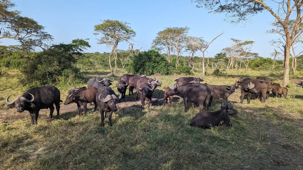 Herd of Cape buffalo grazing under acacia trees