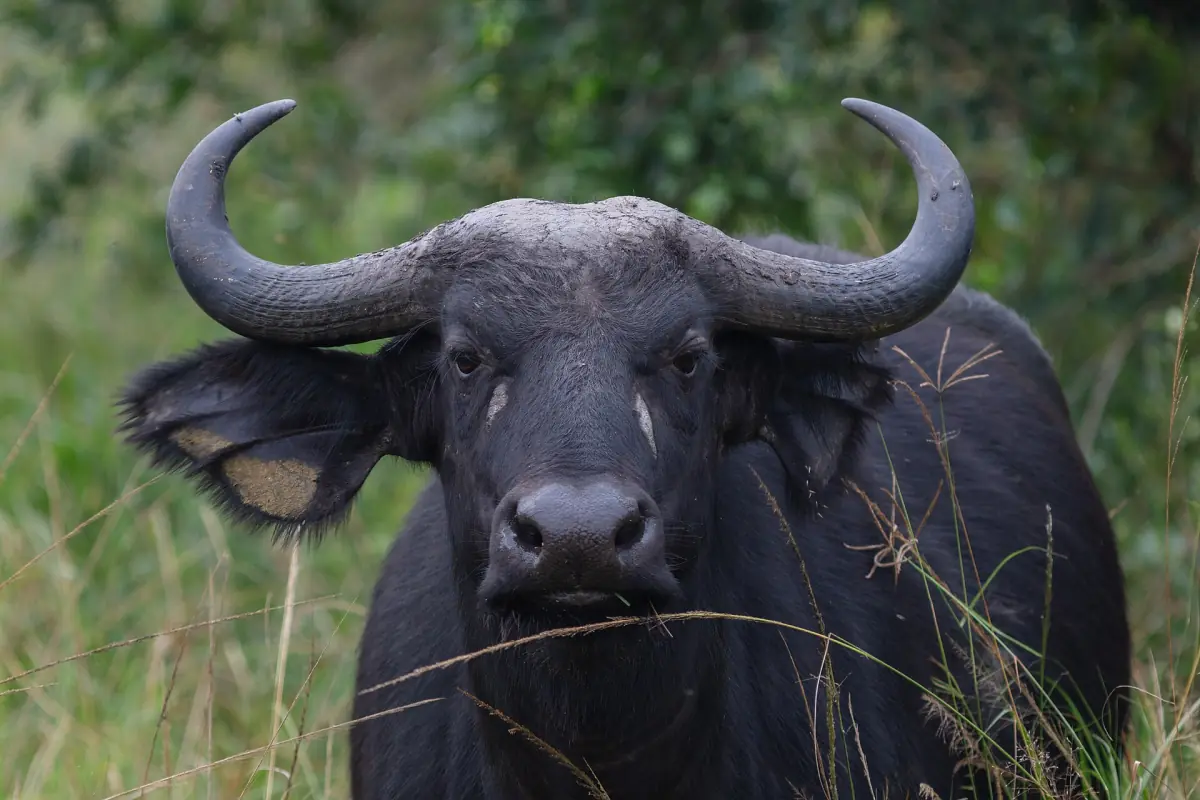 Cape buffalo with heavy curved horns chewing grass