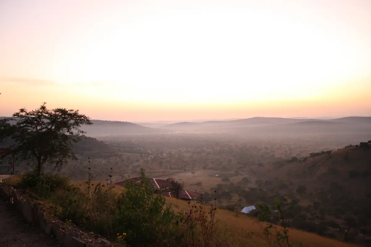 Pink dawn light over a hazy valley with a lone acacia