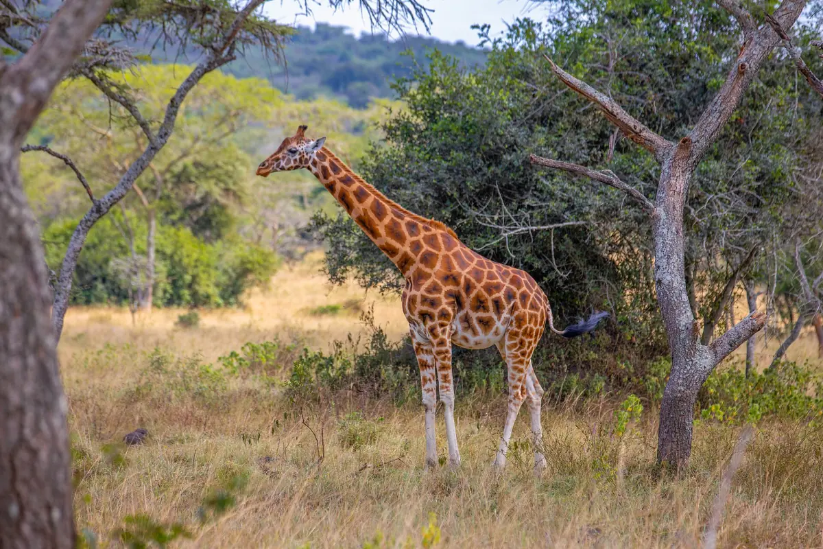 Giraffe standing beside an acacia tree with green hills behind