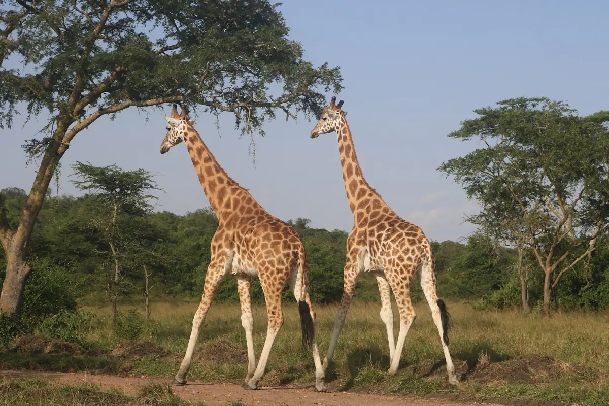 Two Rothschild's giraffes walking through acacia savanna in Lake Mburo National Park