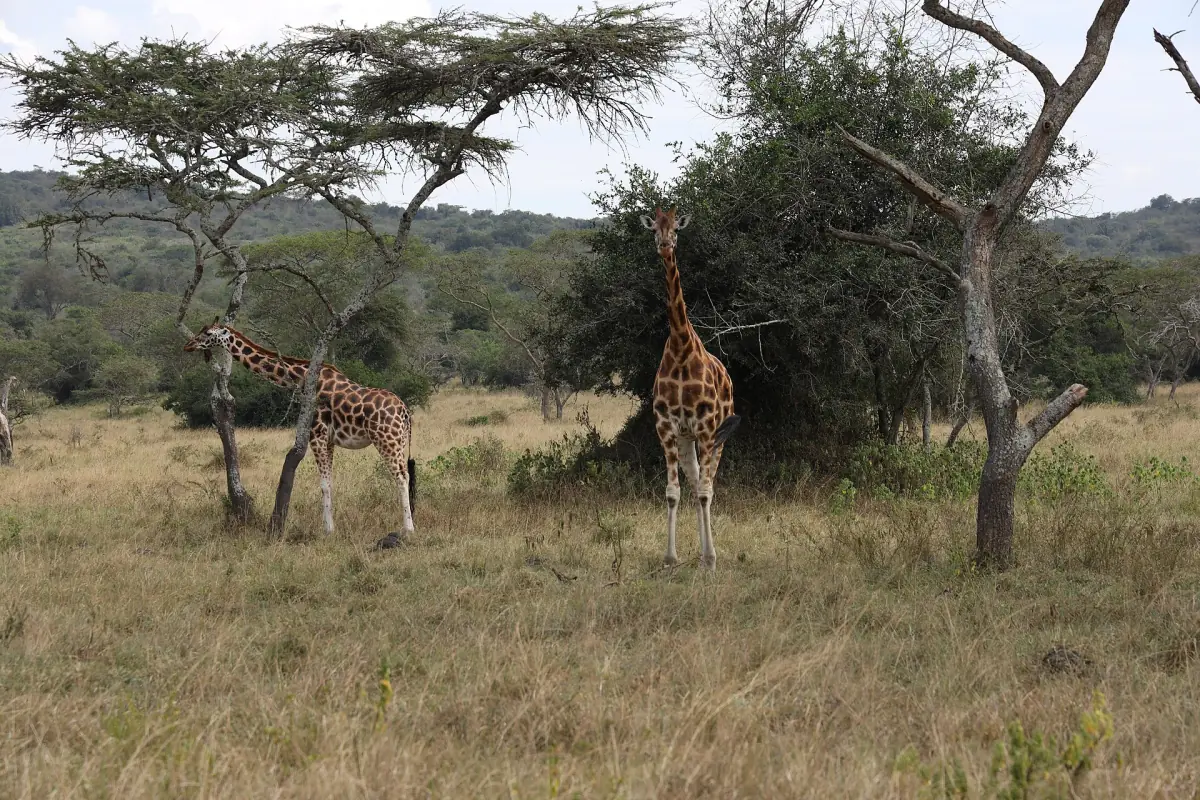 Two giraffes standing in open acacia woodland on grassland