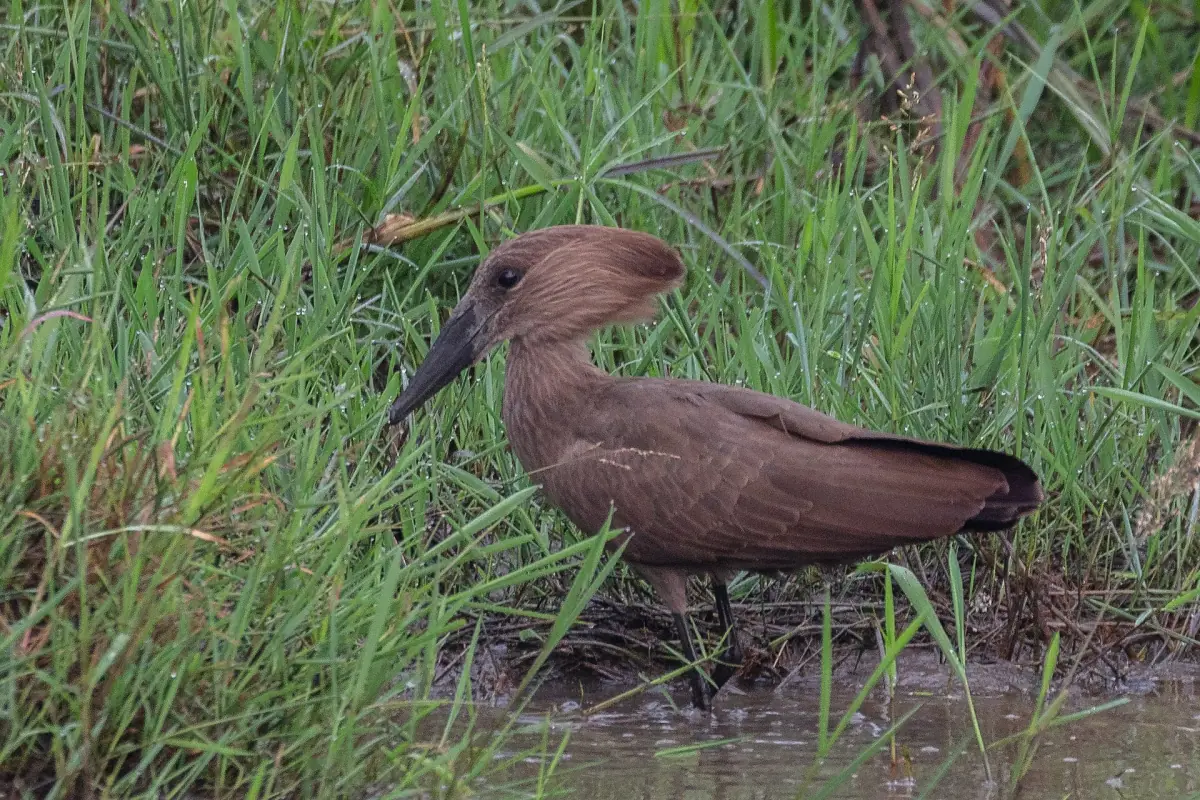 Hamerkop wading among reeds and grass at the water edge