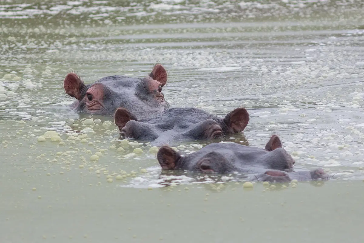 Groep nijlpaarden rust dicht bij elkaar in ondiep meerwater