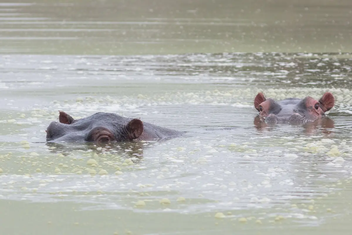 Nijlpaarden met hun kop boven het water in Lake Mburo