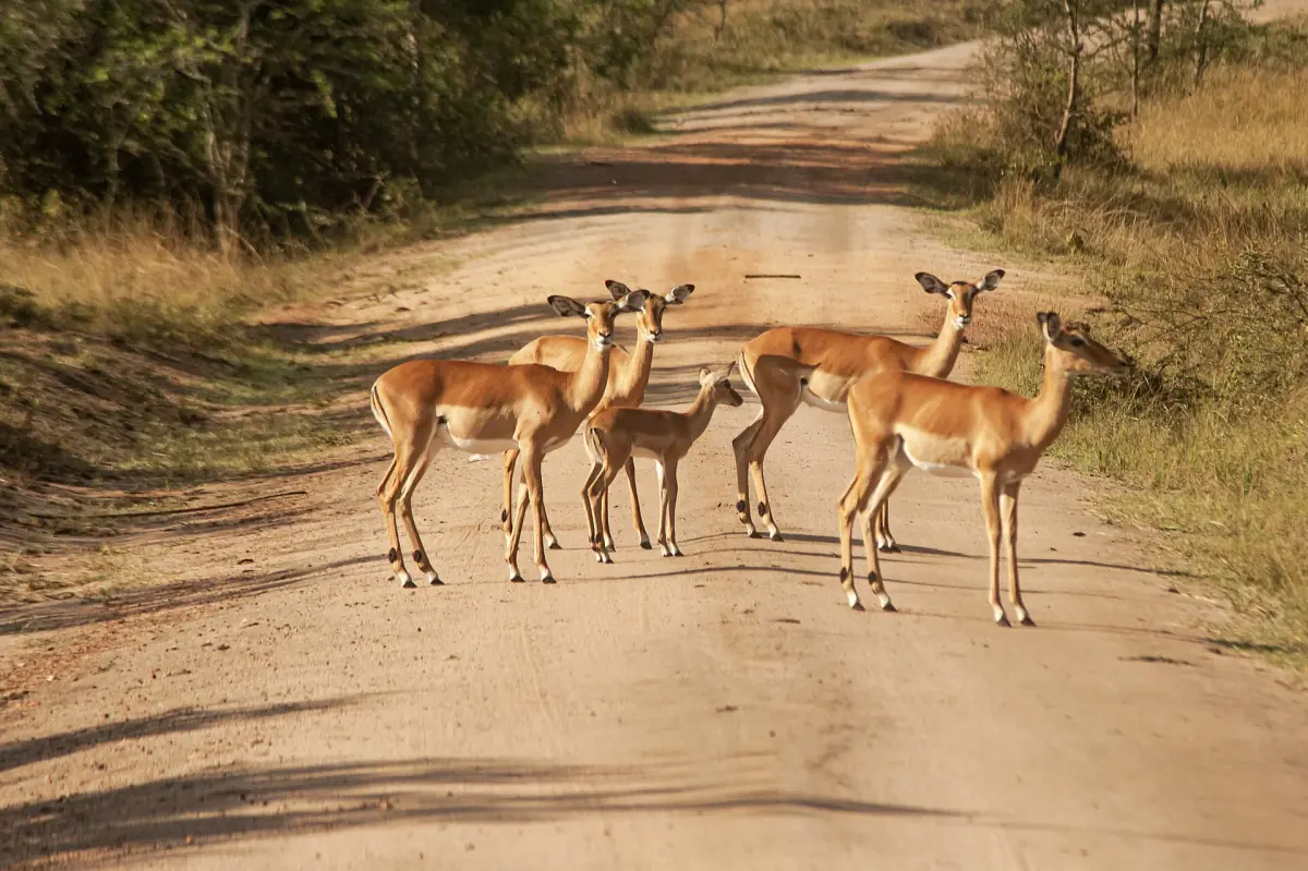 Impala family standing on a sandy park road