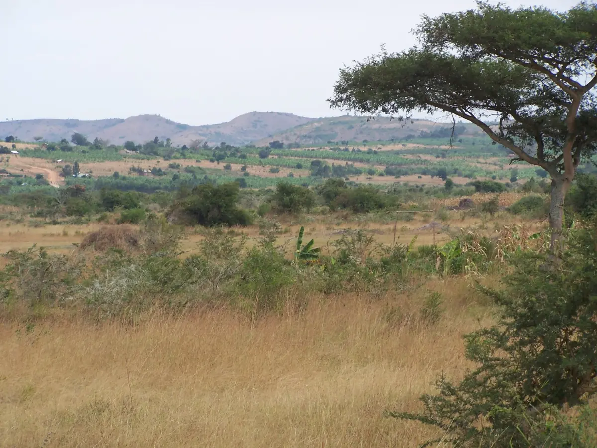 Open grassland with an acacia tree and hills on the horizon
