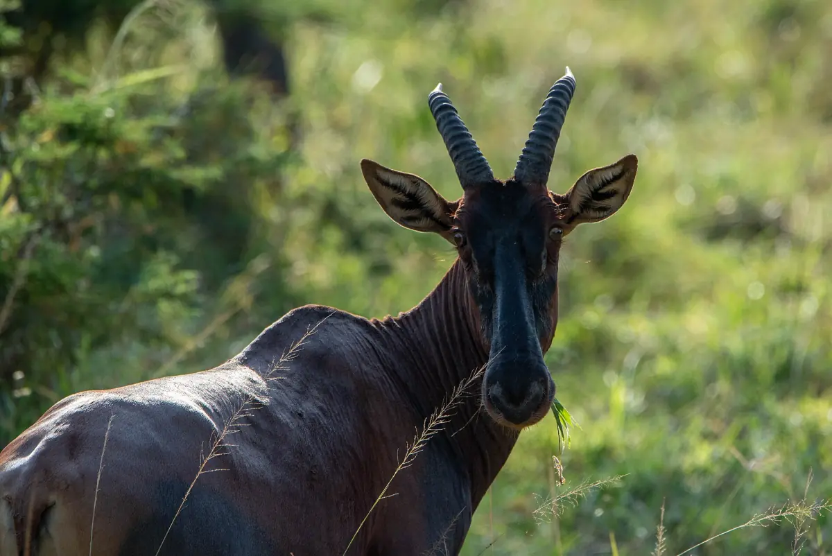 Topi antelope looking at the camera with dark face and ringed horns