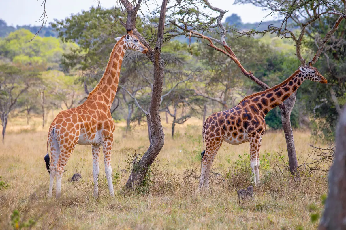 Two tall giraffes feeding on acacia branches in the savanna