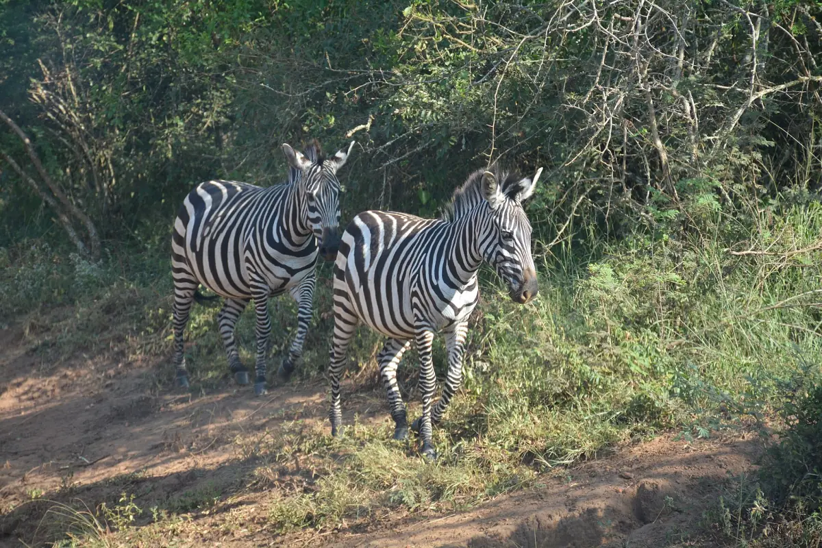 Two plains zebras standing on a track in light bushland