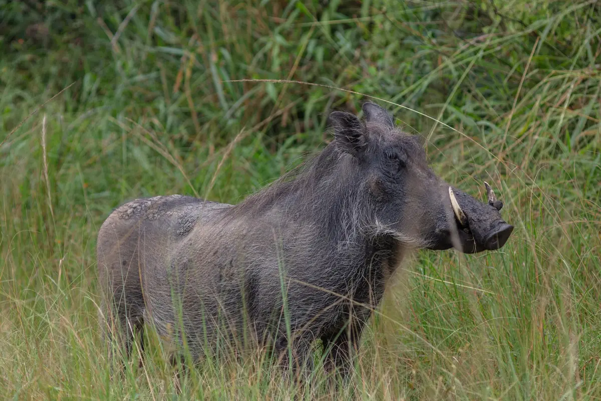 Warthog with tusks standing in tall green grass
