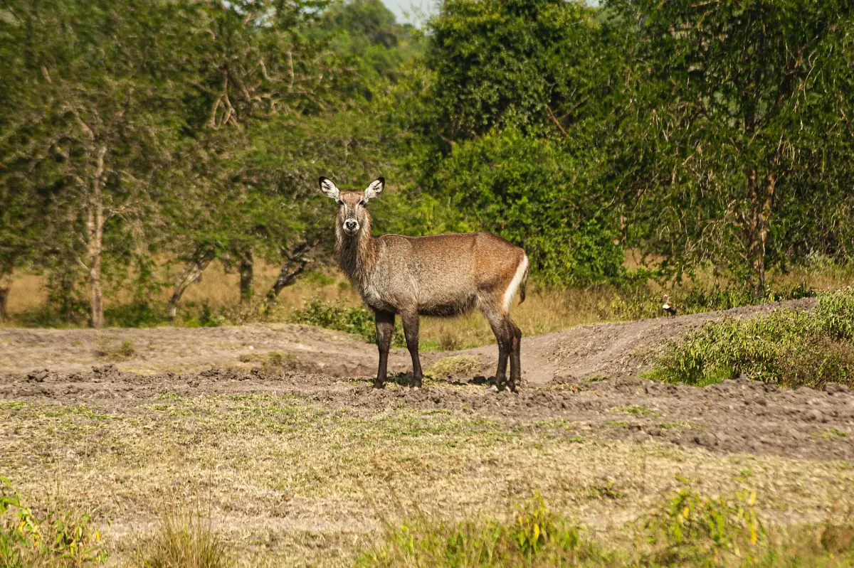 Waterbuck standing on a clearing beside a bush track