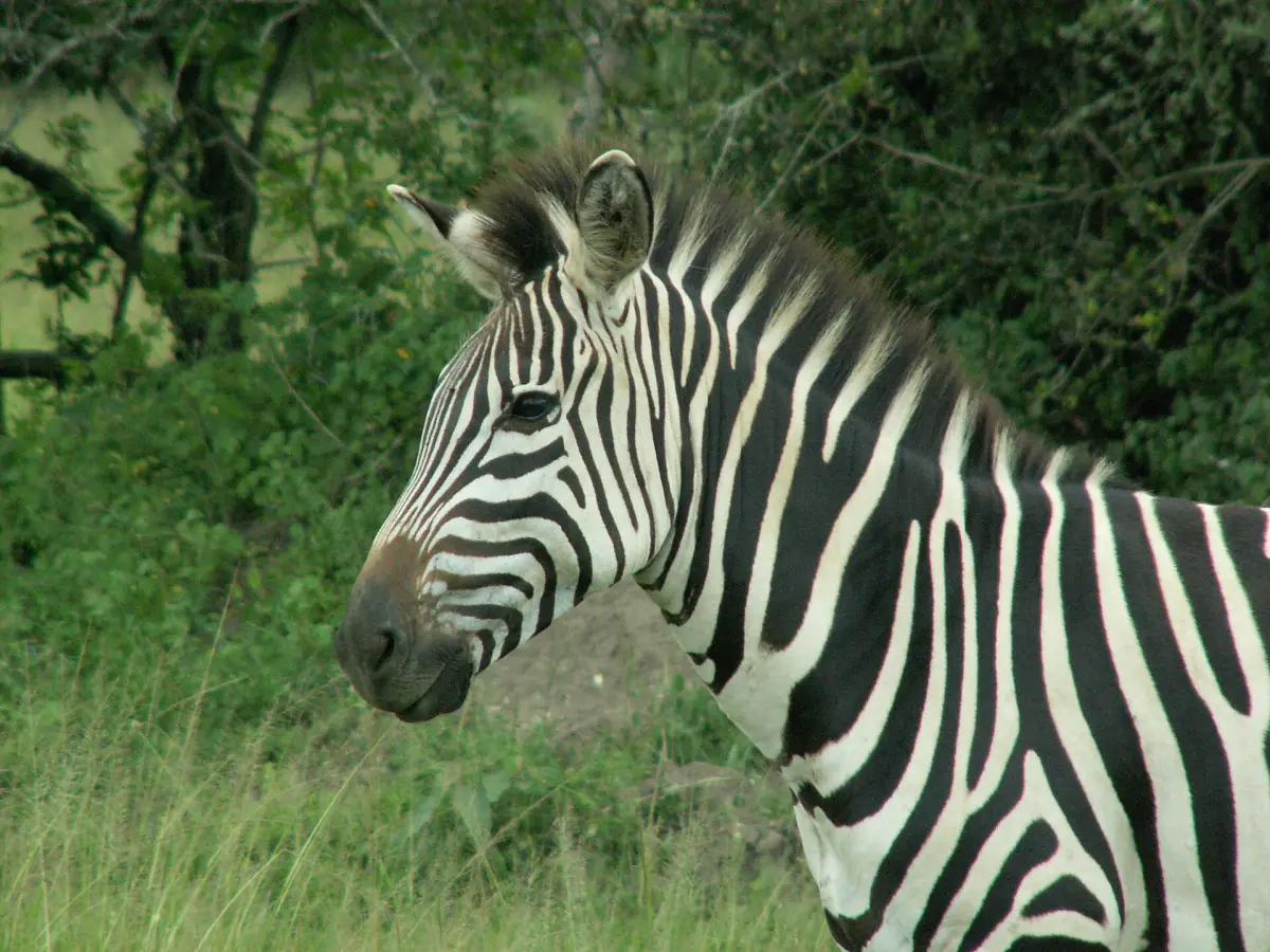Close-up van een zebrakop in profiel tegen een achtergrond van groene struiken