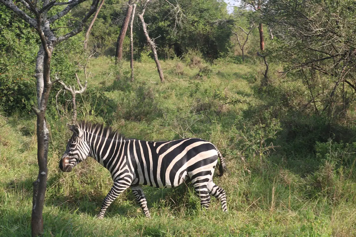 Steppezebra loopt door groen gras en acaciastruiken