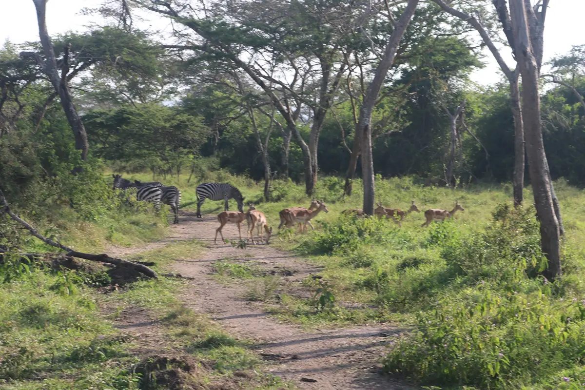 Zebras and impalas crossing a sandy track between acacia trees